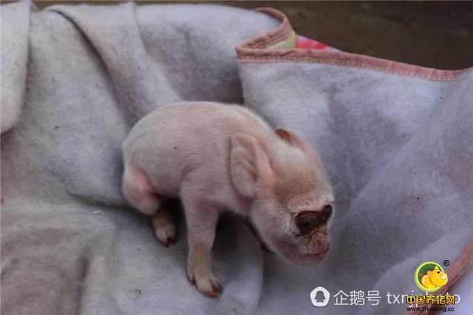 这头长得像猴子似的“猴仔”，鼻子有点长，向上一直翻卷到眼睛的下部，鼻子中间有两个小孔，还可以活动。