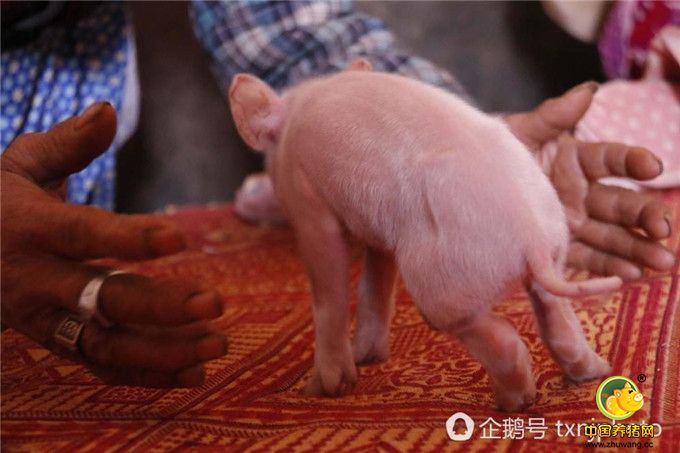 她镇定下来后，一直守在在母猪的旁边，仔细观察着这帮小猪仔是如何进食的，其他的小猪仔都会不停地吃母猪的奶，唯独这只小猪仔不会吸奶，在旁边一直不停地叫，声音凄惨，非常可怜。