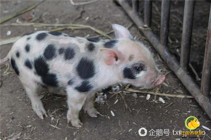 这是同一窝的猪仔，这些猪仔因为吃母猪的奶，个头都显得比较大一点。