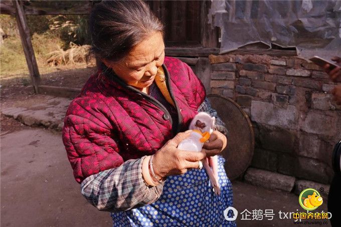 小猪仔能进食，老人也就放心。为了照顾这头小猪，林某前往镇上买了婴儿奶粉来喂养它。经过喂养，这头猪仔在短短的四天时间里，体重增加了1倍。