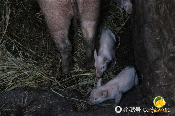 方圆十余里的人们闻讯后，都到林某家中观看这个稀奇物，现在连县内的居民也不远几十公里赶往少普镇菜林村来看，但始终无人能解释这种现象，甚至有人要花钱向她购买，但被林某拒绝，她说，虽然自己的条件不好，但也要一直把它喂养长大，看看它长大后又是什么样子。
