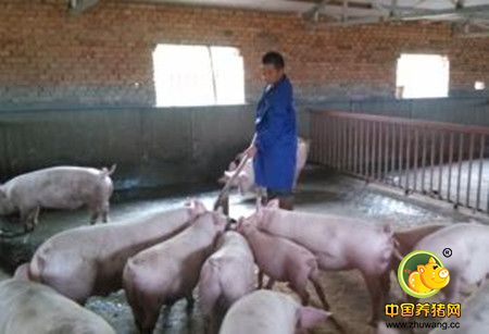 这里教你识真假,你不要做猪场疾病传播的导火线!