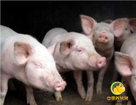 猪感冒与猪流感完全是同一种病吗,如何区别这两种病?怎么治疗