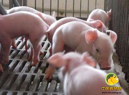 仔猪病毒性腹泻病按照下面这个方式做,可以明显降低损失