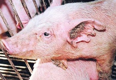 隐形杀手!是谁偷走了猪场的钱?