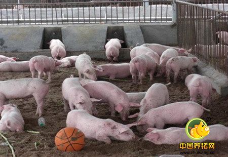 生猪咳了又喘,呼吸道疾病频发,养猪朋友头疼吗?
