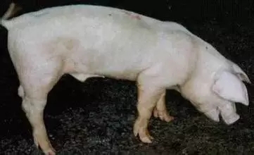 猪掉膘啦!---猪气喘病是怎样给育肥猪“瘦身”的? 首期“猪兜绎会”直播节目重磅开讲!