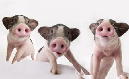 根据猪只不同部位皮肤发红发紫,诊断疾病!