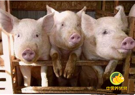 淋巴结对猪病的诊断意义