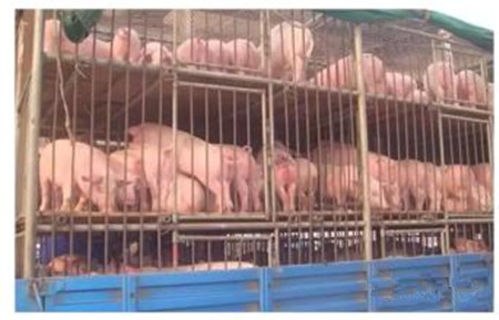 “猪晕车”了,怎么办?