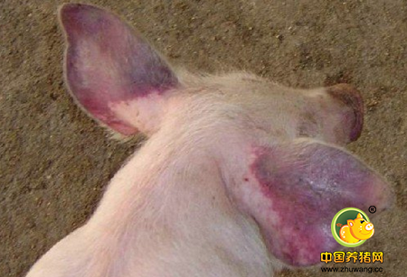 猪蓝耳病历史背景及有哪些类型?