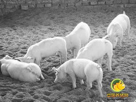 为什么猪免疫蓝耳疫苗后反而爆发蓝耳病?