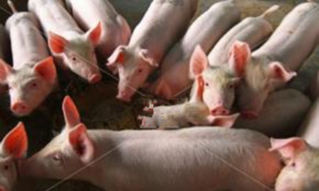 畜牧养殖业为何免疫失败?专家来解答