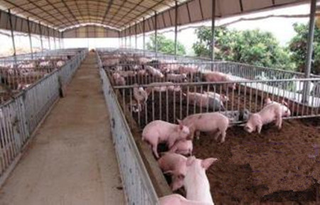 猪场僵猪、八字腿、奶胖子、腹泻等常见问题分析与对策