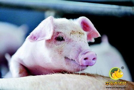 养殖户快来看,规模化猪场推荐免疫程序大全