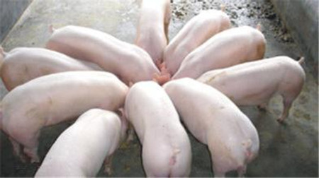 猪场常备这八类药 做好疫苗不怕猪养不好!