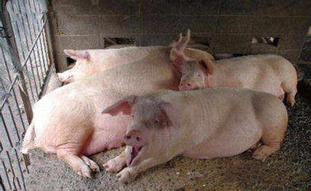 生猪口蹄疫防治误区,你犯了几条?