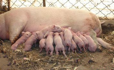 腹泻、咳嗽易造成冬春季猪脱肛,防治方案