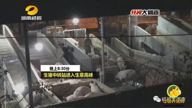 突然变胖的生猪，凄惨的猪叫声，难道这个生猪中转站在给生猪灌胃增重？如果真是这样，这无疑违背了市场经营诚信，而人为给猪暴力灌胃，也会造成生猪的非正常死亡，这样产生的死猪肉最终也可能因为利益驱使而上了市民餐桌。