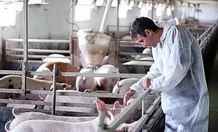 猪口蹄疫的防治策略,很详细!