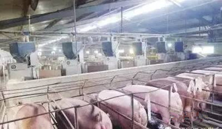 经产孕猪不明原因死亡?原因都在这里....