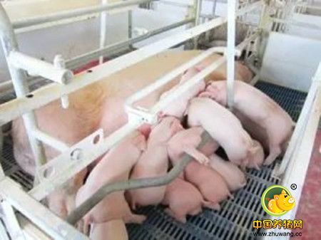 猪场兽医浅谈母猪用药