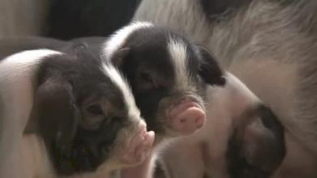 您注意到母猪发病前一直在传递信号了吗?