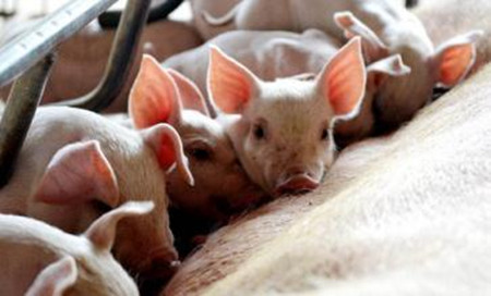 冬季哺乳仔猪腹泻推荐治疗措施