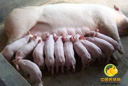 小挑花技术,多学一门技术总是好的