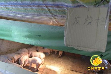 记者走近养殖场，只见猪场四周青山环抱，一座现代化的猪棚已经建成并投入使用，第二座猪棚和一些后续项目还在建设中。养猪场场地宽阔，布置有序，环境良好，和记者印象中脏乱差的传统养猪场完全不同。