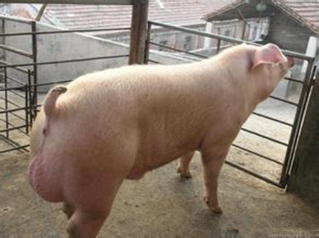 种公猪性欲缺乏怎么办?如何预防?