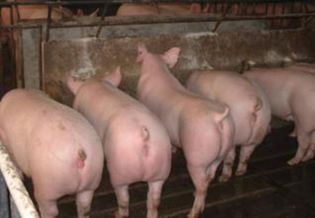 育肥猪咬尾是怎么回事?怎样预防?