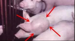 给猪打针还鼓包?你肯定没做到这两点