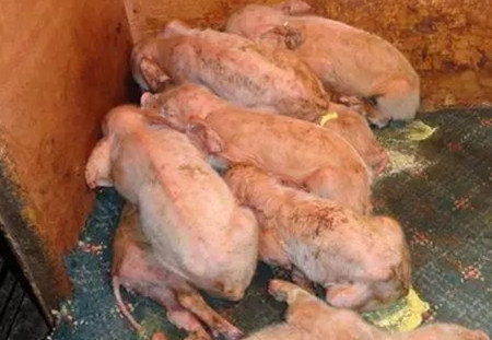 仔猪拉稀就一定是黄白痢、流行性腹泻?大错特错