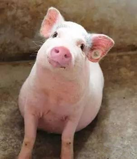 猪站不起来是什么原因造成的?