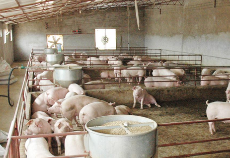 为什么要对保育猪进行药物预防?