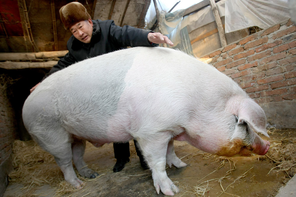 老兽医教你看症状,识猪病