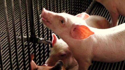 猪发烧了?养殖户应该怎么办?