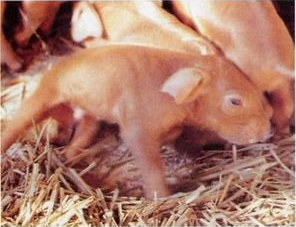 仔猪跳跳病(仔猪抖抖病)的原因分析及防治措施