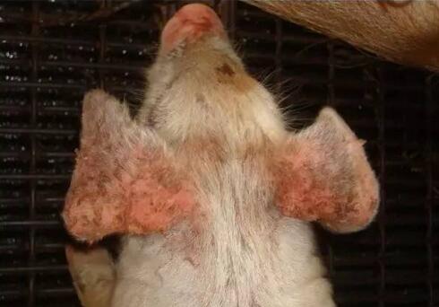 警惕!仔猪混感葡萄球菌、口蹄疫死亡率高