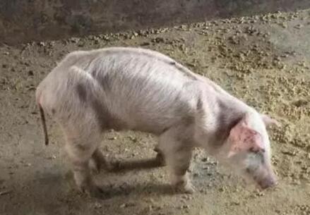 断奶仔猪春季易“瘦身 ” 原因竟然是......