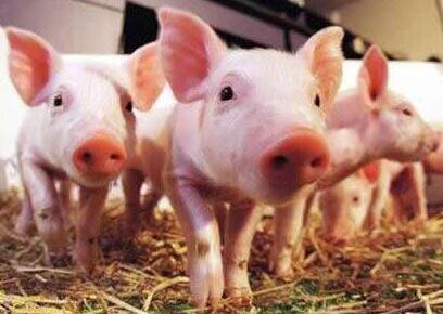 仔猪生长三要三不要!记住这些养好仔猪