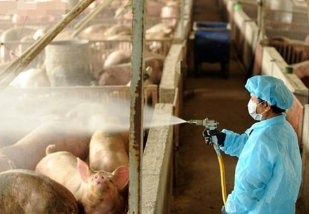 规模猪场控制仔猪腹泻的7大细节管理,经典!