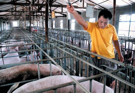 猪场的小病小痛,都用偏方解决了,省去一大笔钱!