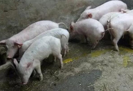 猪场临床常见的七种易混淆的猪腹泻病 分享!