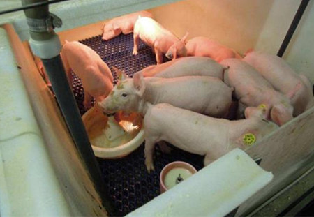 仔猪死亡有小半是腹泻导致的,仔猪腹泻的原因及防治方案是什么?