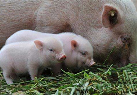 夏季高热病根源:应激引发免疫力下降