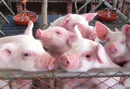 猪病治疗一定要注意的七个地方