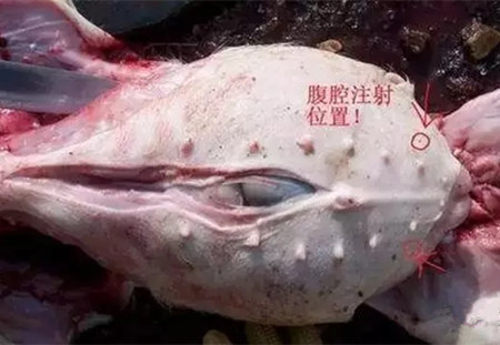 猪腹腔注射操作要点及注意事项