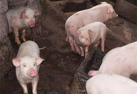 治疗猪高热病不能光知道用药,这些方面也要多加注意